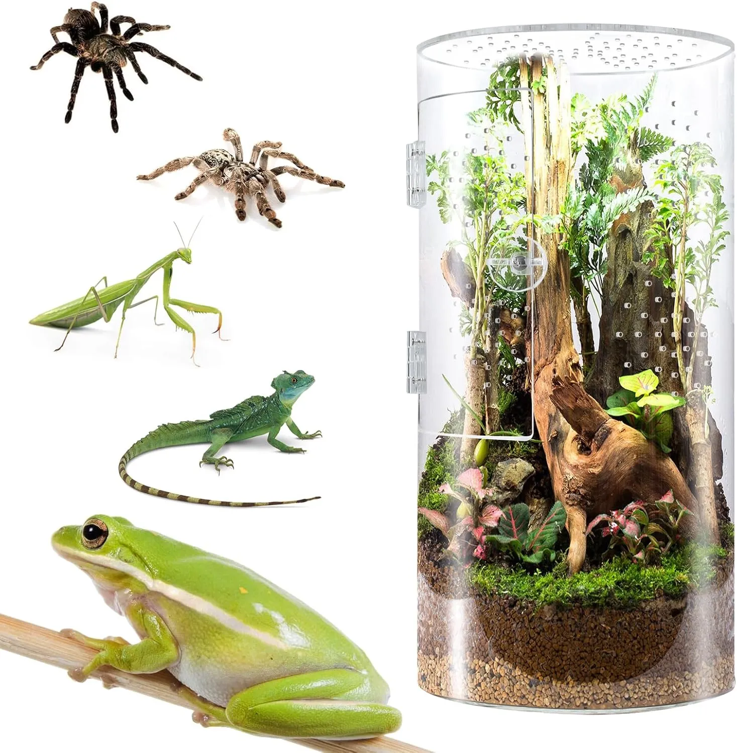 Front Opening Terrarium Jumping Spider Enclosure,Tall Arboreal Tarantula Enclosure Terrarium with Cross Ventilation,Waterproof Acrylic Reptile Enclosure (12 * 6 * 6inch)