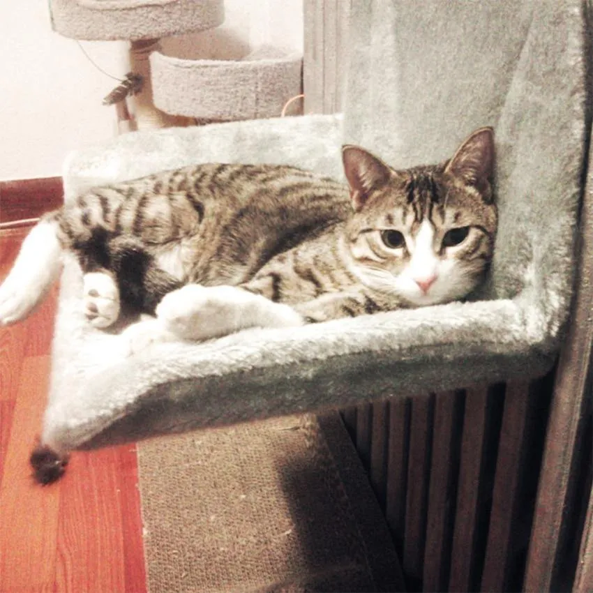 Rynx | Cat Bed Removable Windowsill Cat Radiator Lounge Hammocks for Cat Kittens Hanging Bed Cozy Carrier Pet Bed Seat Hammock